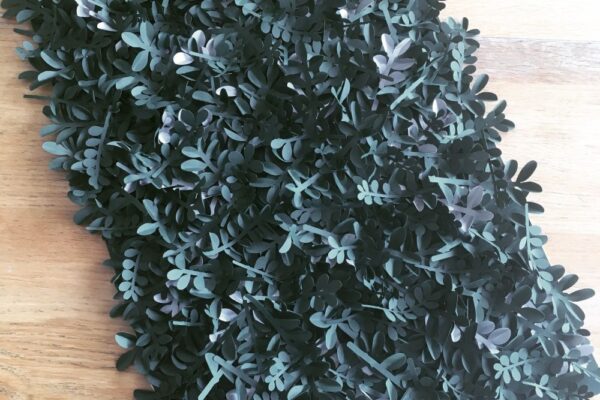 buxus-falidisz