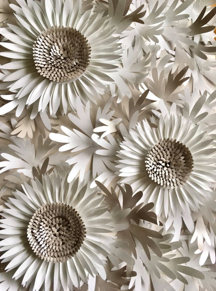 gerbera-falidisz