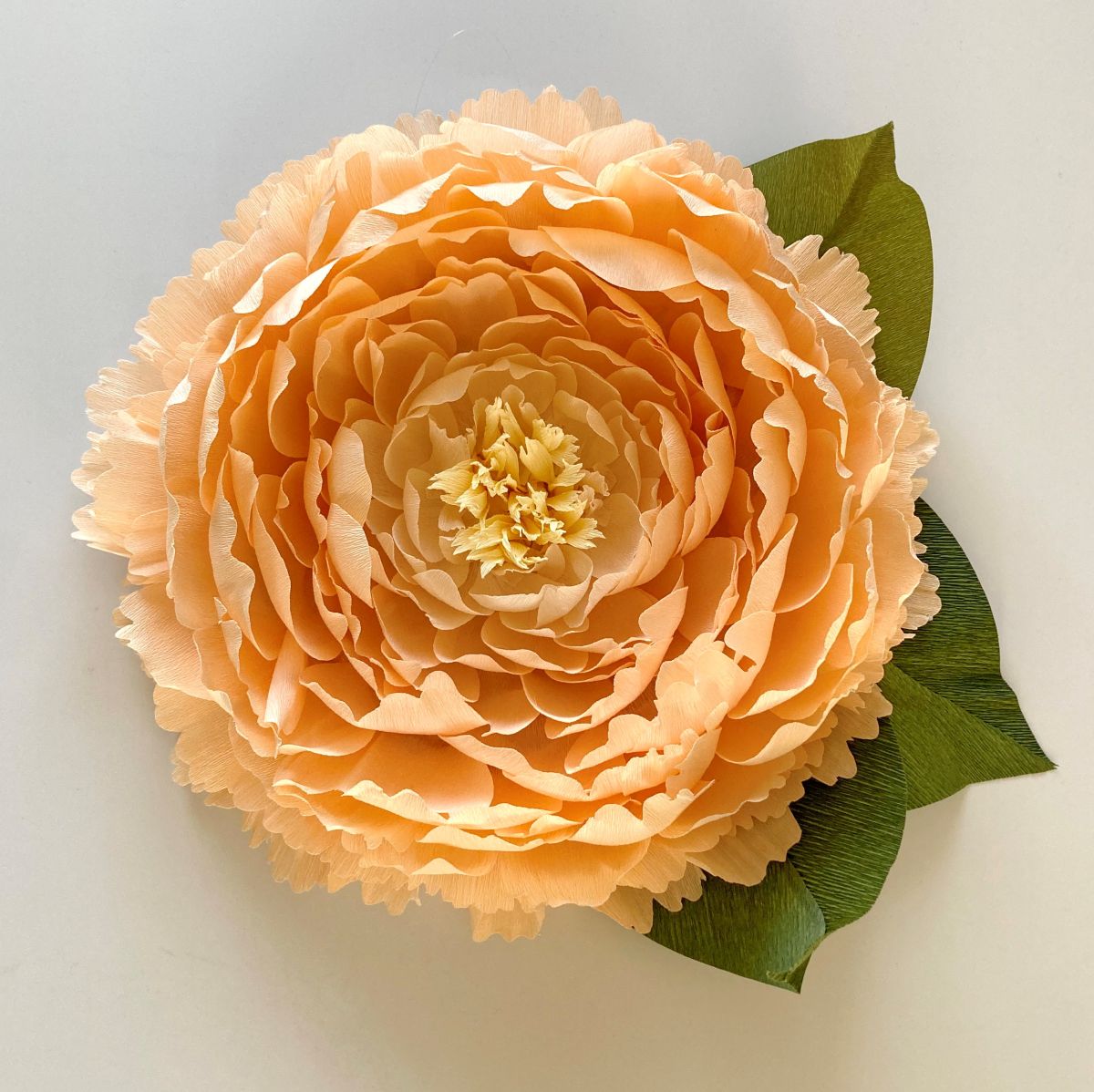 barack-peonia